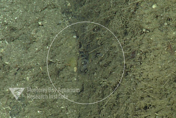 Representative image using: Porichthys mimeticus
