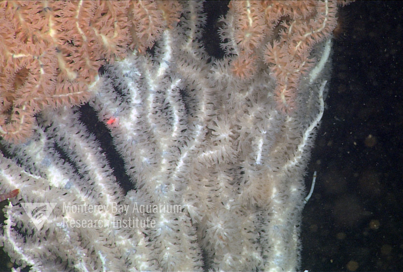 Close-up of an animal with white polyps.