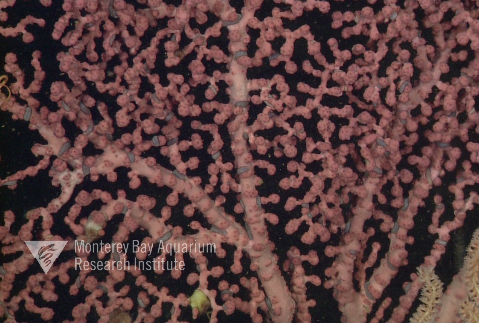 Close-up showing closed polyps and grey polynoid worms that frequently associate with this coral.