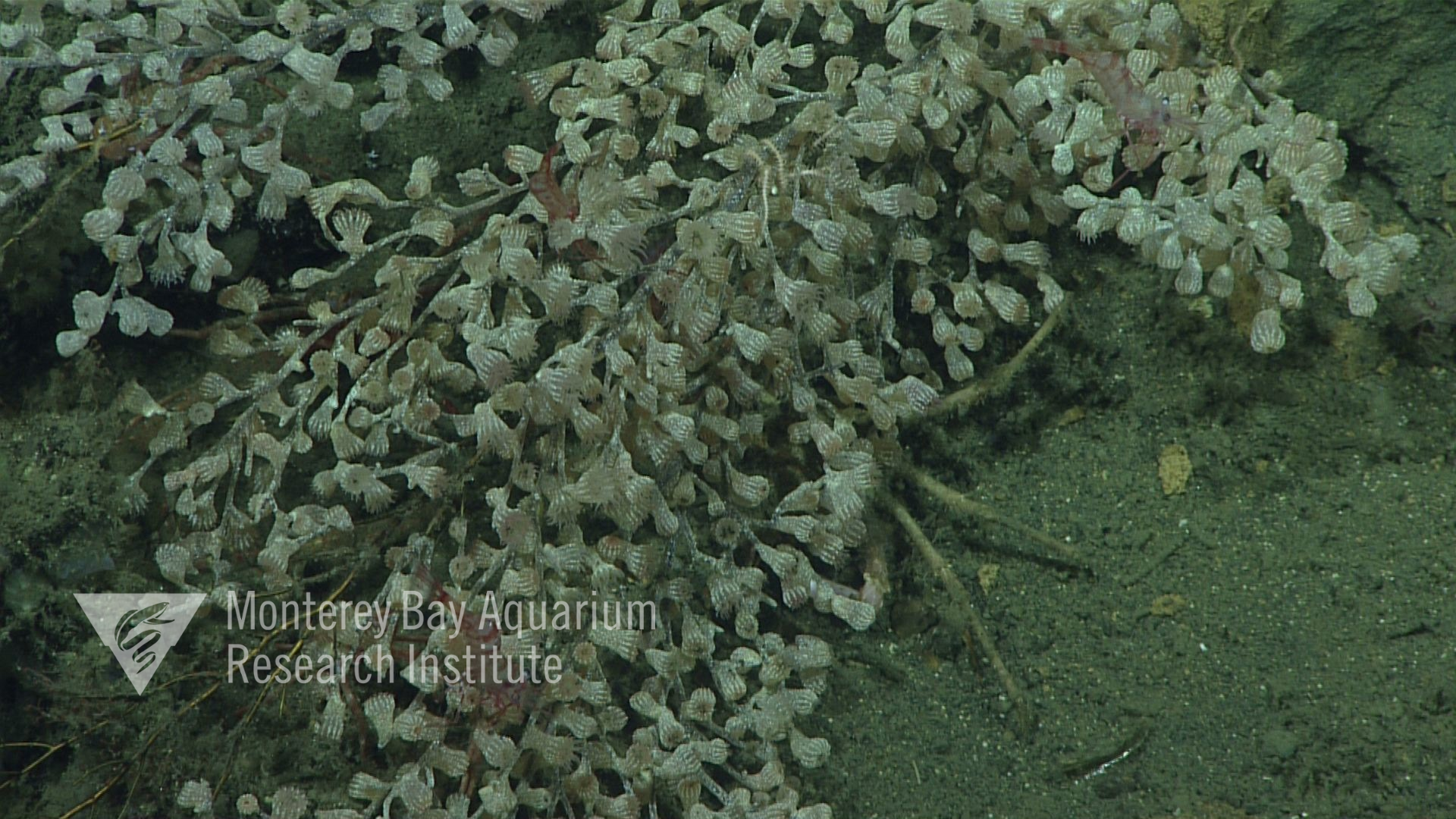 Dense Zoantharia sp. 1 on a dead black coral skeleton.