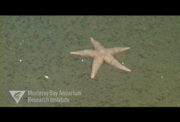 First sighting of this seastar insitu (Pioneer Seamount, 2009).  Animal was feeding on various deep-sea snails.
