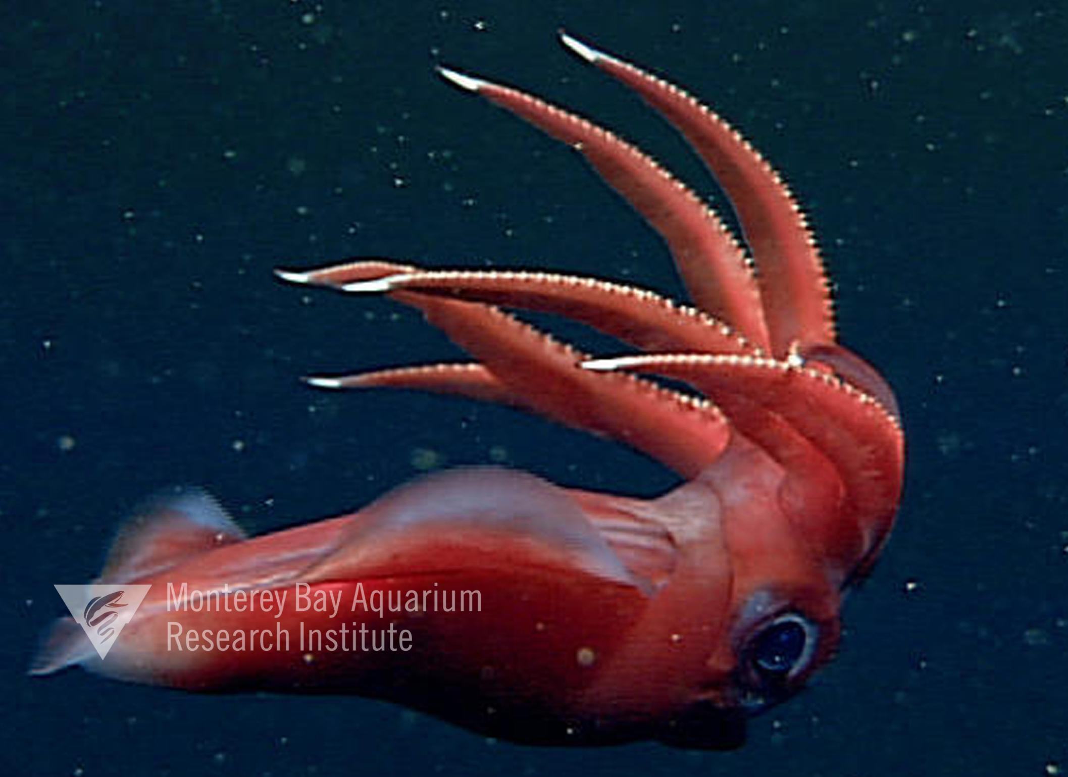 Representative image using: Octopoteuthis deletron