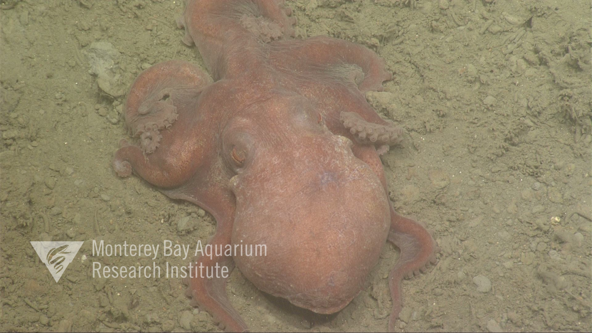 Representative image using: Octopus californicus